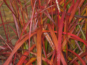 Chinaschilf - Miscanthus sinensis Flammenmeer - Gräserwelten